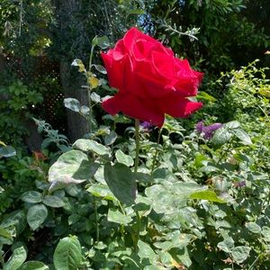 Meet your Posher, Luis